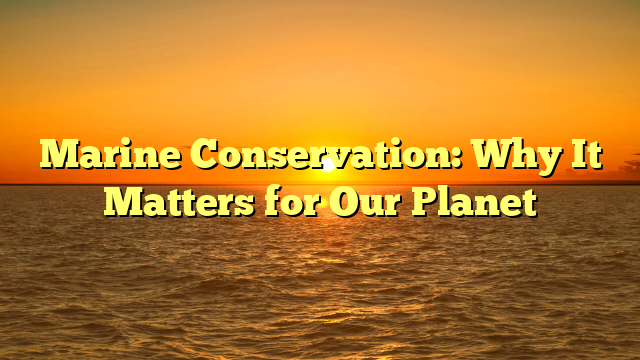 Marine Conservation: Why It Matters for Our Planet