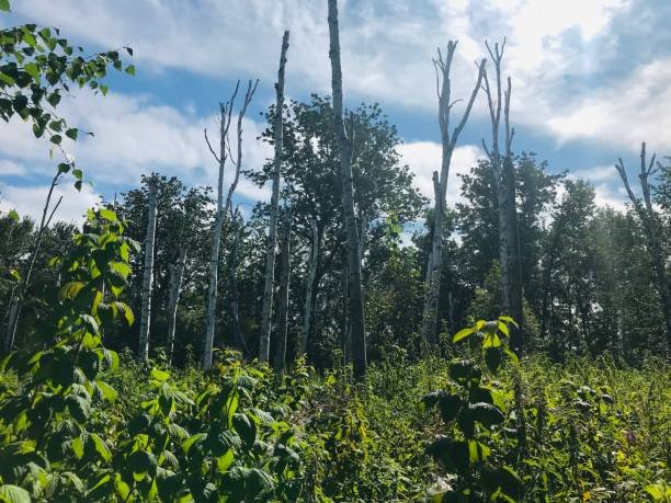 What's Rewilding