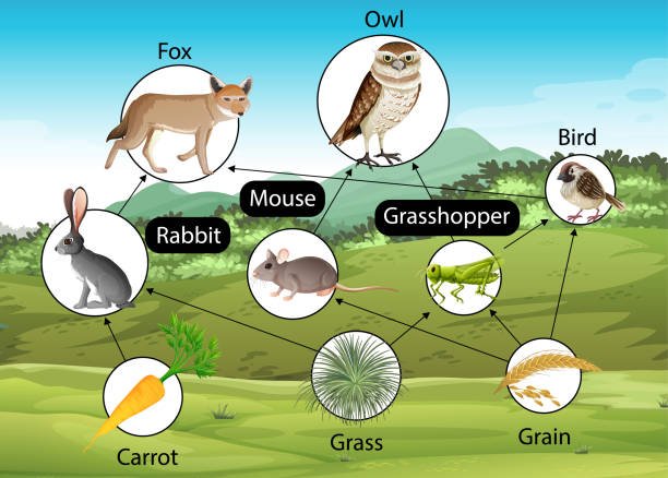 What's Wildlife Biology