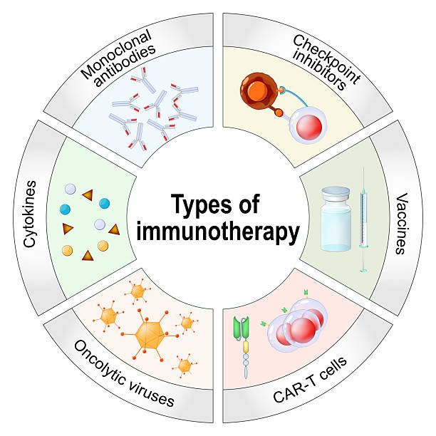 Understanding the Immune System